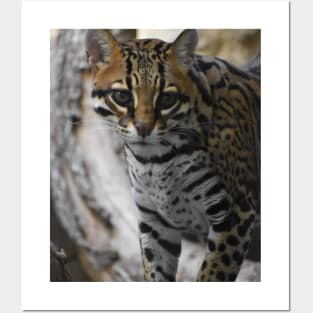 Ocelot Posters and Art